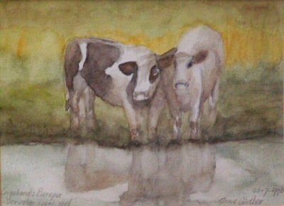 Een aquarel van twee koeien die je vanaf de waterkant nieuwsgierig aankijken.